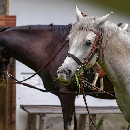 комплекс конна база асгард * Golem Tsalim