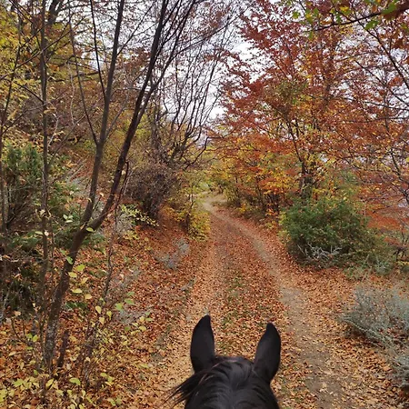 Vilă комплекс конна база асгард *